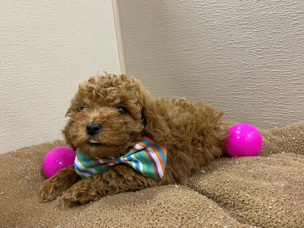 Toy Poodle DOG Male rd 6242 Petland San Antonio, TX