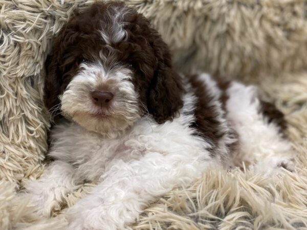 Cockapoo DOG Male Chocolate & White 9144 Petland San Antonio, TX