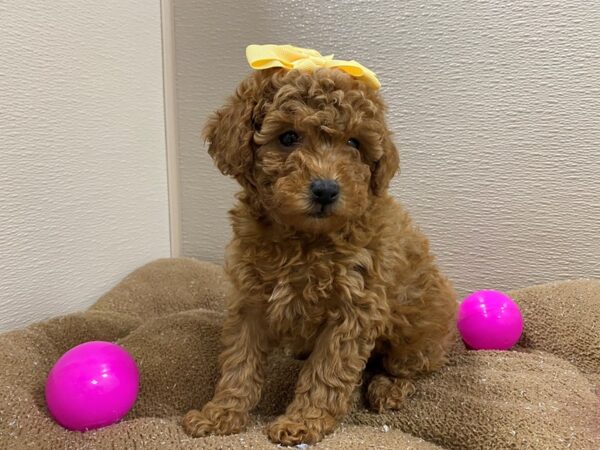 Toy Poodle DOG Female rd 6243 Petland San Antonio, TX