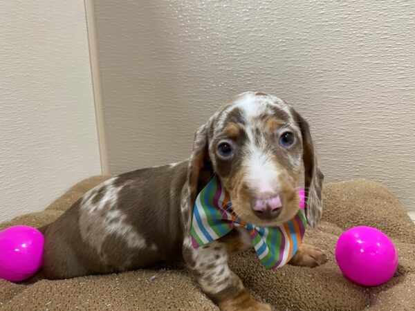 Dachshund DOG Male chlt/tn dbl dppl 6244 Petland San Antonio, TX