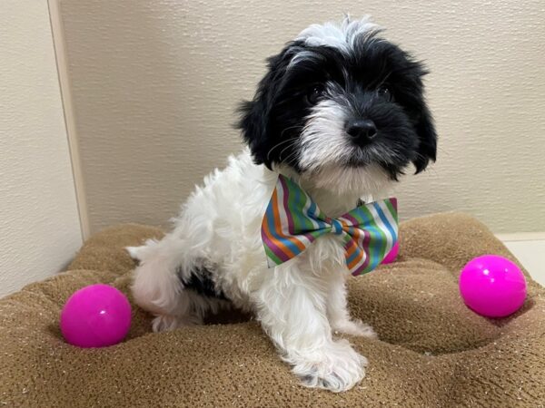 Morkie DOG Male blk & wh 6248 Petland San Antonio, TX