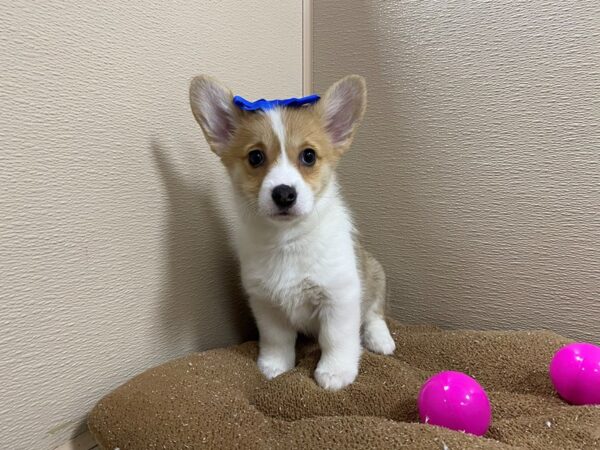 Pembroke Welsh Corgi DOG Female Sable 6249 Petland San Antonio, TX