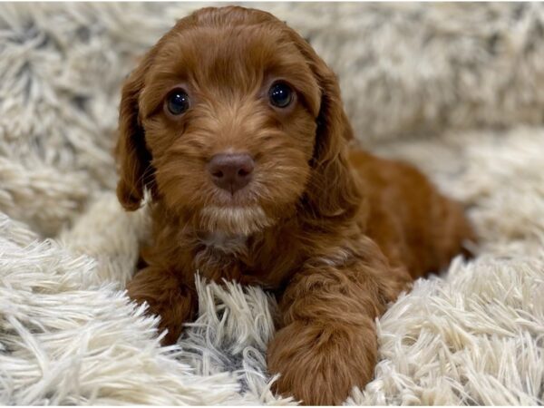 Cockapoo DOG Female Red 9145 Petland San Antonio, TX