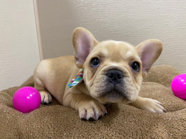 French Bulldog DOG Male cr 6245 Petland San Antonio, TX