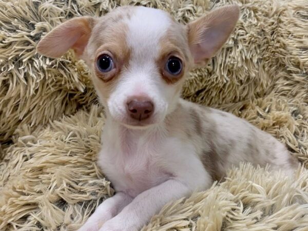 Chihuahua DOG Female Chocolate Merle 9146 Petland San Antonio, TX