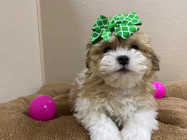 Teddy Bear DOG Female gld & wh 6247 Petland San Antonio, TX