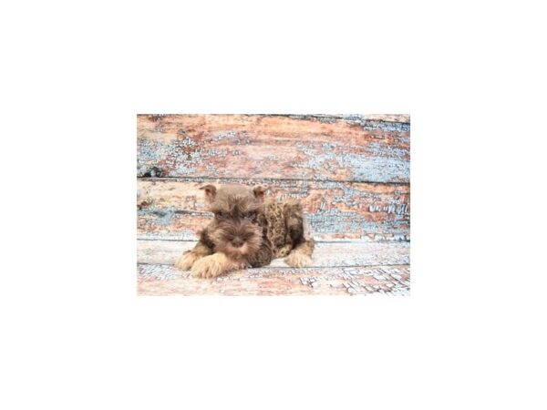 Miniature Schnauzer-DOG-Female-Liver and Tan-6254-Petland San Antonio, TX
