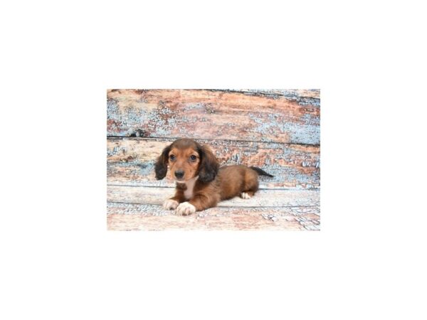 Dachshund-DOG-Female-Wild boar-6253-Petland San Antonio, TX