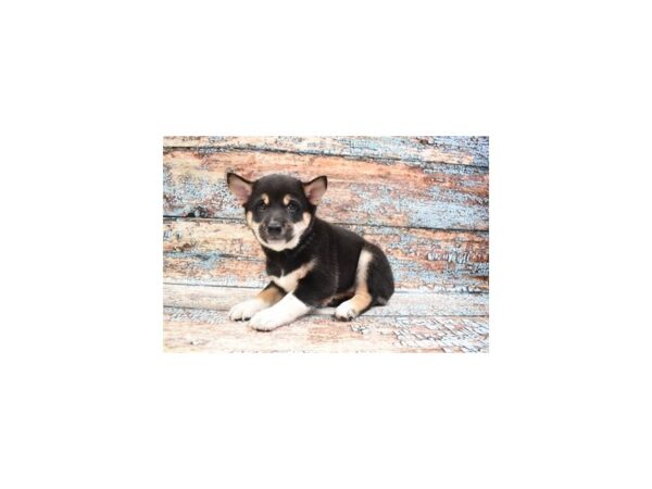 Shiba Inu DOG Male Black and Tan 6255 Petland San Antonio, TX