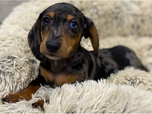 Dachshund DOG Male Blue Merle 9147 Petland San Antonio, TX