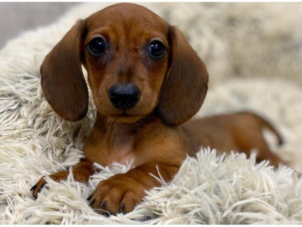 Dachshund DOG Female Red 9148 Petland San Antonio, TX