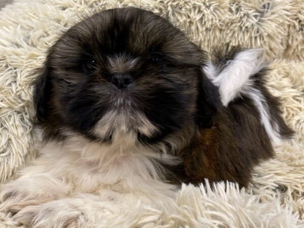 Shih Tzu-DOG-Male-Brindle & White-9149-Petland San Antonio, TX