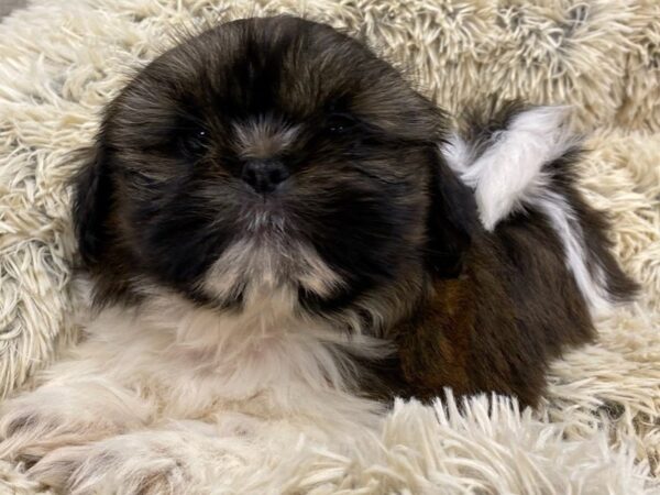 Shih Tzu DOG Male Brindle & White 9149 Petland San Antonio, TX