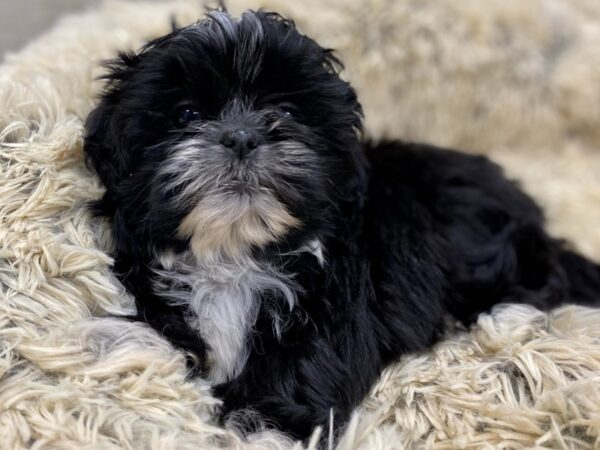 Shih Tzu DOG Female Black & White 9150 Petland San Antonio, TX