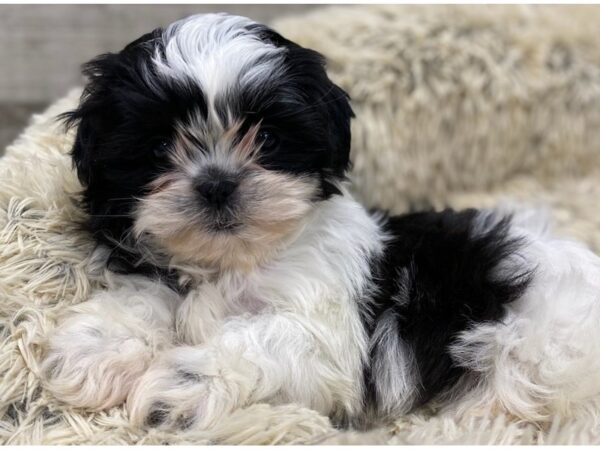 Shih Tzu DOG Female Black & White 9151 Petland San Antonio, TX