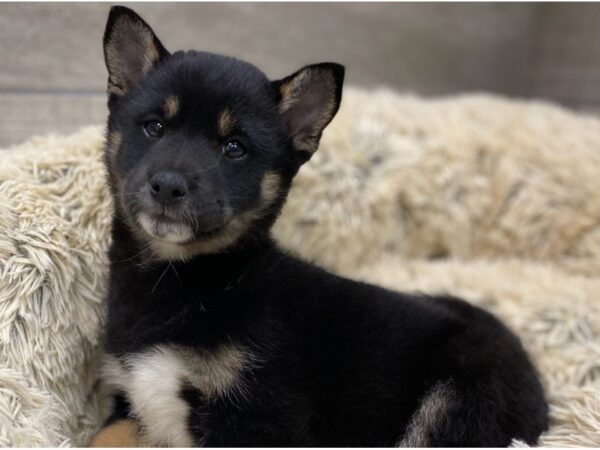 Shiba Inu DOG Female Black & Tan 9152 Petland San Antonio, TX