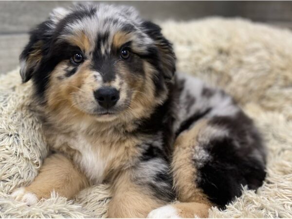 Miniature Australian Shepherd DOG Male Blue Merle 9153 Petland San Antonio, TX