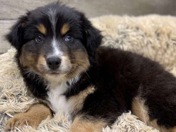 Miniature Australian Shepherd DOG Male Black White & Tan 9154 Petland San Antonio, TX