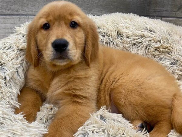 Golden Retriever DOG Male Golden 9155 Petland San Antonio, TX