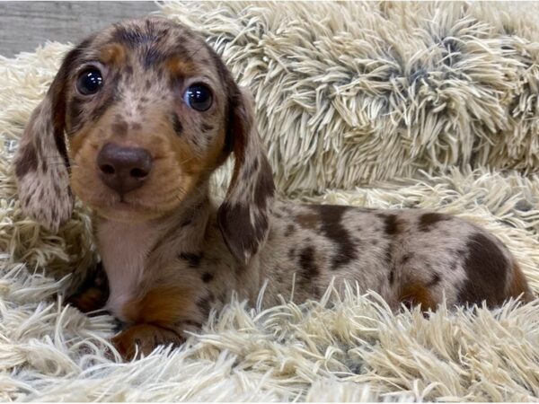 Dachshund DOG Male Chocolate & Tan Dapple 9156 Petland San Antonio, TX