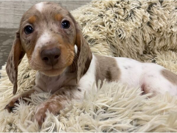 Dachshund DOG Male Chocolate & Tan Dapple Piebald 9157 Petland San Antonio, TX