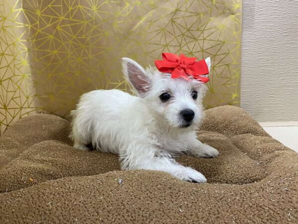 West Highland White Terrier DOG Female wh 6263 Petland San Antonio, TX