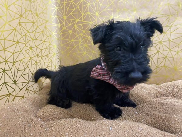 Scottish Terrier DOG Male blk 6262 Petland San Antonio, TX