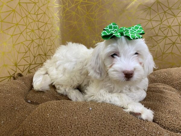 Mini Goldendoodle DOG Female wh 6261 Petland San Antonio, TX