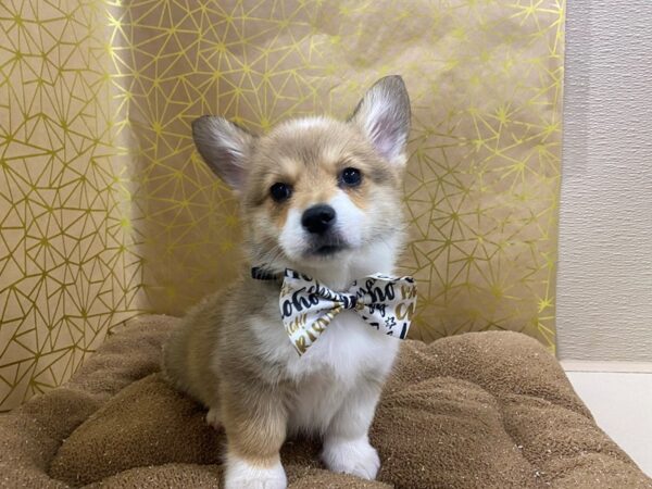 Pembroke Welsh Corgi-DOG-Male-rd & wh-6260-Petland San Antonio, TX