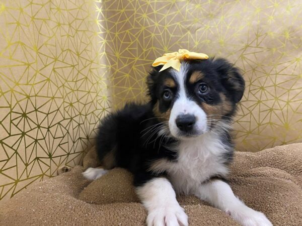 Australian Shepherd DOG Female blk wh & tn 6259 Petland San Antonio, TX