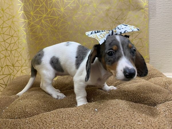 Dachshund DOG Female slvr & tn, dpl pbld 6257 Petland San Antonio, TX