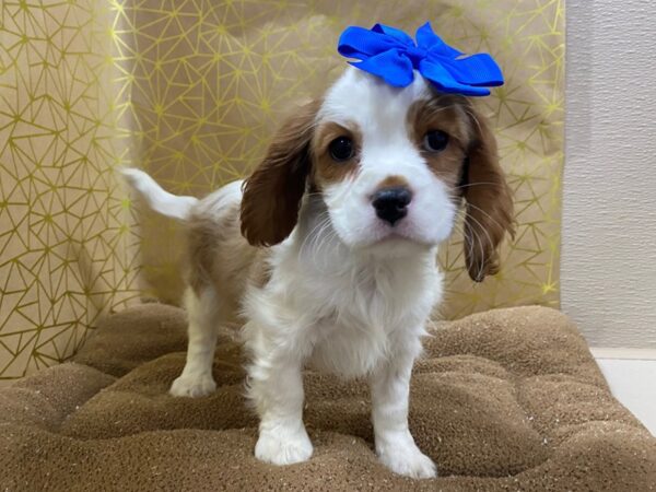 Cavalier King Charles Spaniel DOG Female bheim & wh 6256 Petland San Antonio, TX