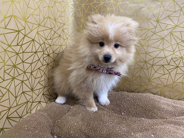 Pomeranian DOG Male lt org wh spot 6232 Petland San Antonio, TX