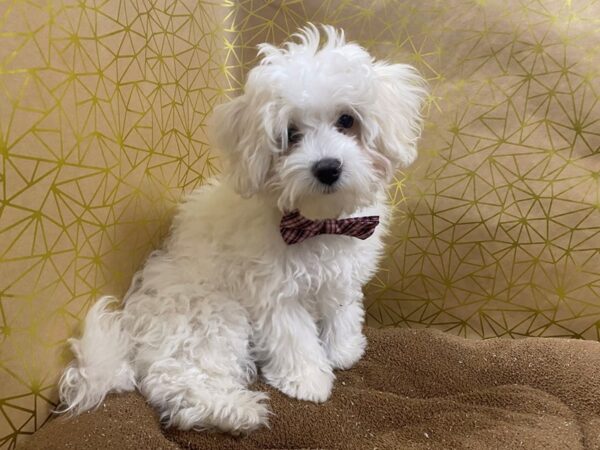 Maltipoo DOG Male wh 6193 Petland San Antonio, TX