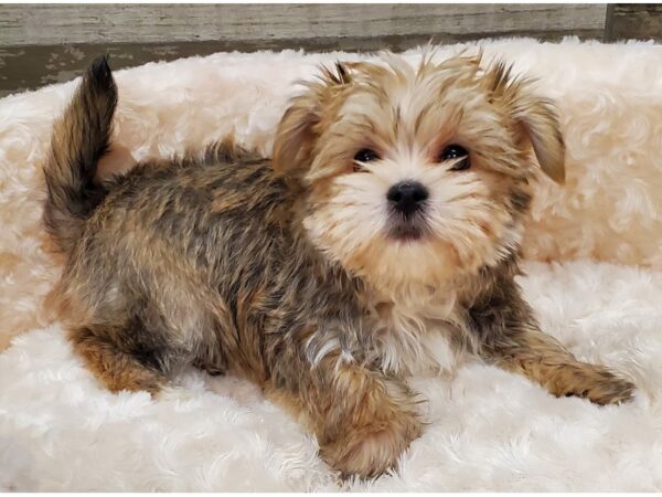 Morkie DOG Male Golden 9158 Petland San Antonio, TX