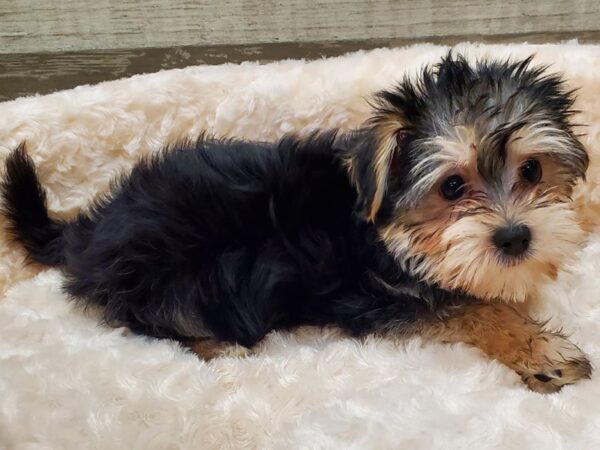 Morkie DOG Female Black & Tan 9159 Petland San Antonio, TX