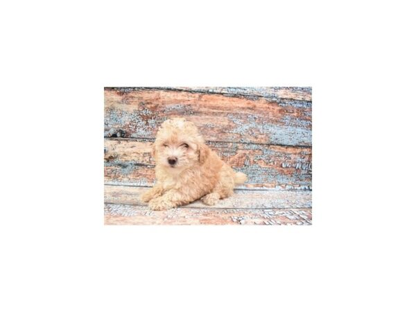 Poodle DOG Male Apricot 6264 Petland San Antonio, TX