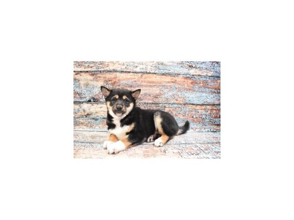 Shiba Inu DOG Male Black and Tan 6266 Petland San Antonio, TX