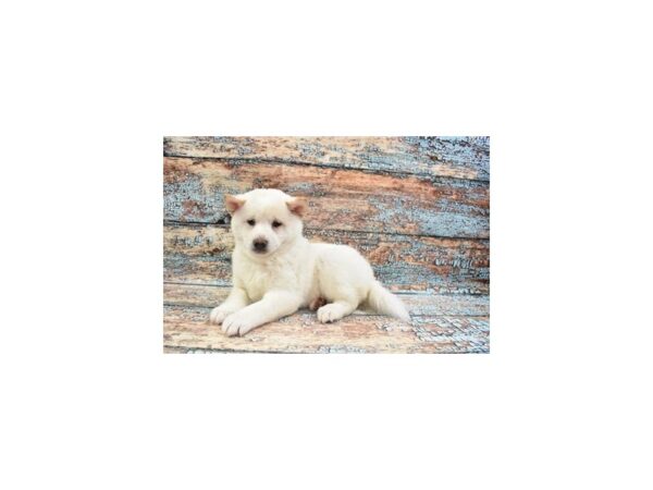 Shiba Inu-DOG-Male-Cream-6265-Petland San Antonio, TX