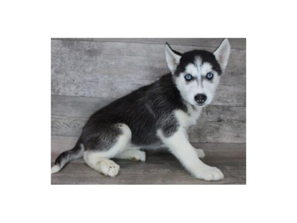 Siberian Husky DOG Female Black & White 9162 Petland San Antonio, TX