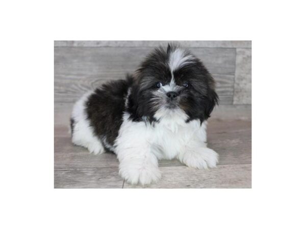 Shih Tzu DOG Male Brindle & White 9165 Petland San Antonio, TX