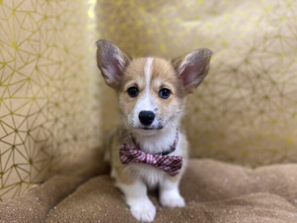 Pembroke Welsh Corgi-DOG-Male-rd & wh-6267-Petland San Antonio, TX