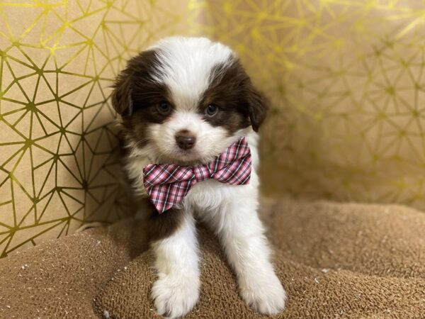 Miniature Australian Shepherd-DOG-Male-chlt & tn, wh mkgs-6268-Petland San Antonio, TX