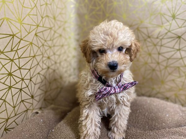 Toy Poodle DOG Male apct 6269 Petland San Antonio, TX