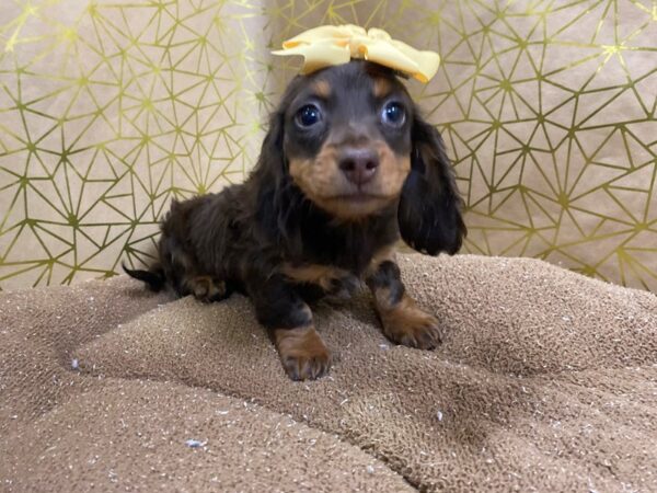 Dachshund DOG Female chlt 6270 Petland San Antonio, TX