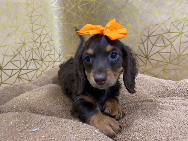 Dachshund-DOG-Female-chlt-6271-Petland San Antonio, TX