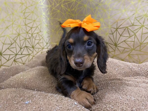 Dachshund DOG Female chlt 6271 Petland San Antonio, TX