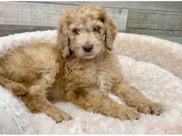 Goldendoodle DOG Male Golden 9171 Petland San Antonio, TX