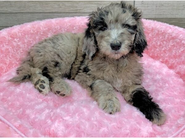 Goldendoodle DOG Female Blue Merle 9172 Petland San Antonio, TX