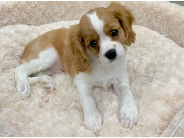 Cavalier King Charles Spaniel DOG Male Blenheim 9163 Petland San Antonio, TX